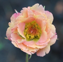geum